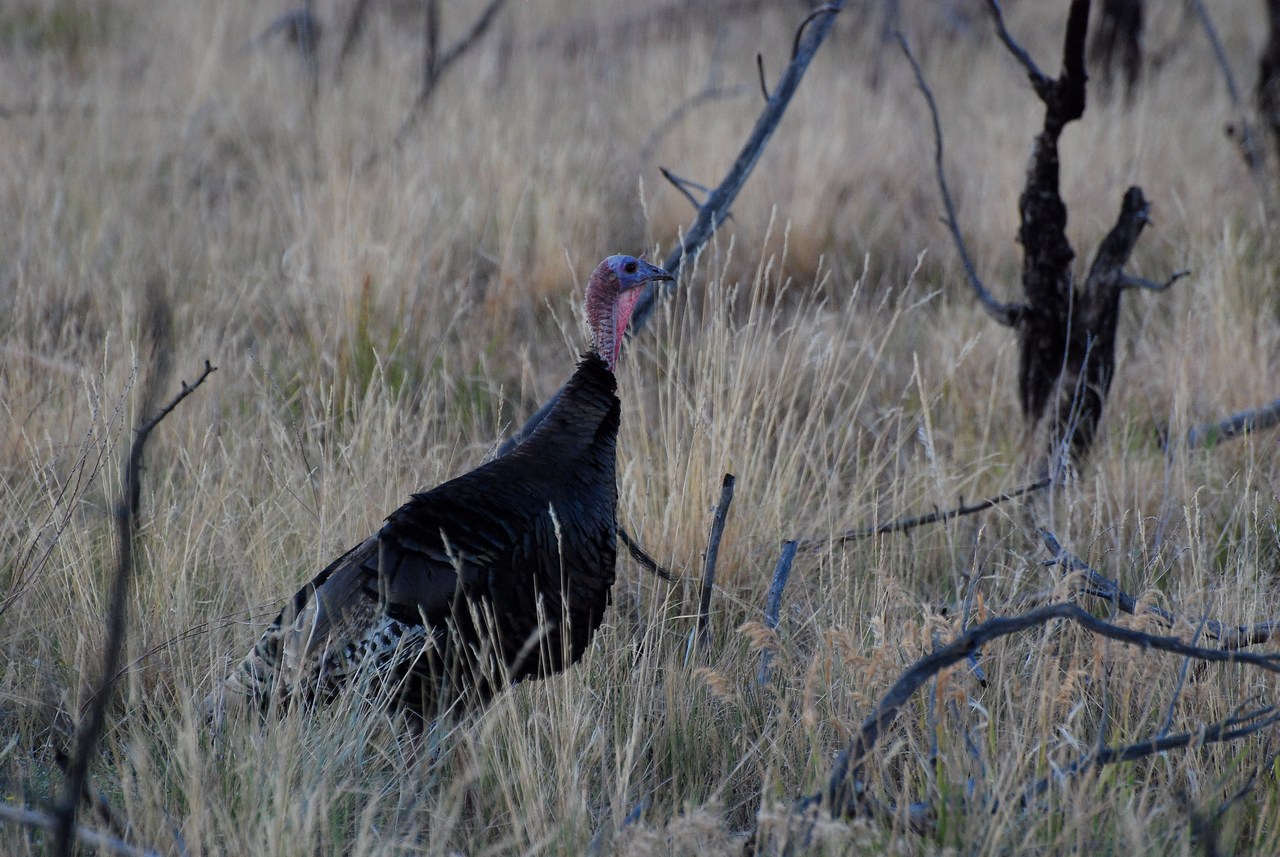 Meleagris gallopavo merriami